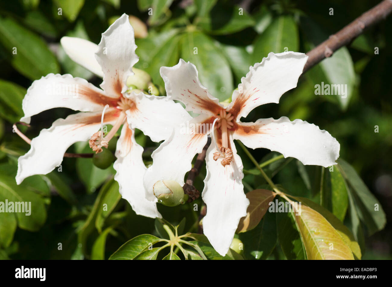 Silk Floss tree,, Ceiba speciosa, White subject. Stock Photo