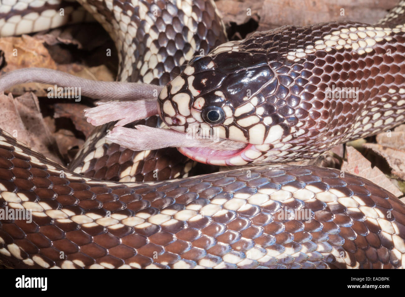 Thumbnail for California Kingsnake Python Feeding