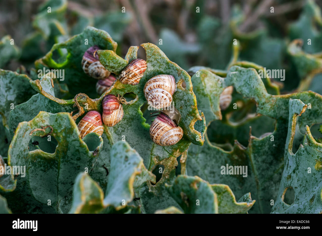 Colony of invasive white garden snails / sand hill snails / white
