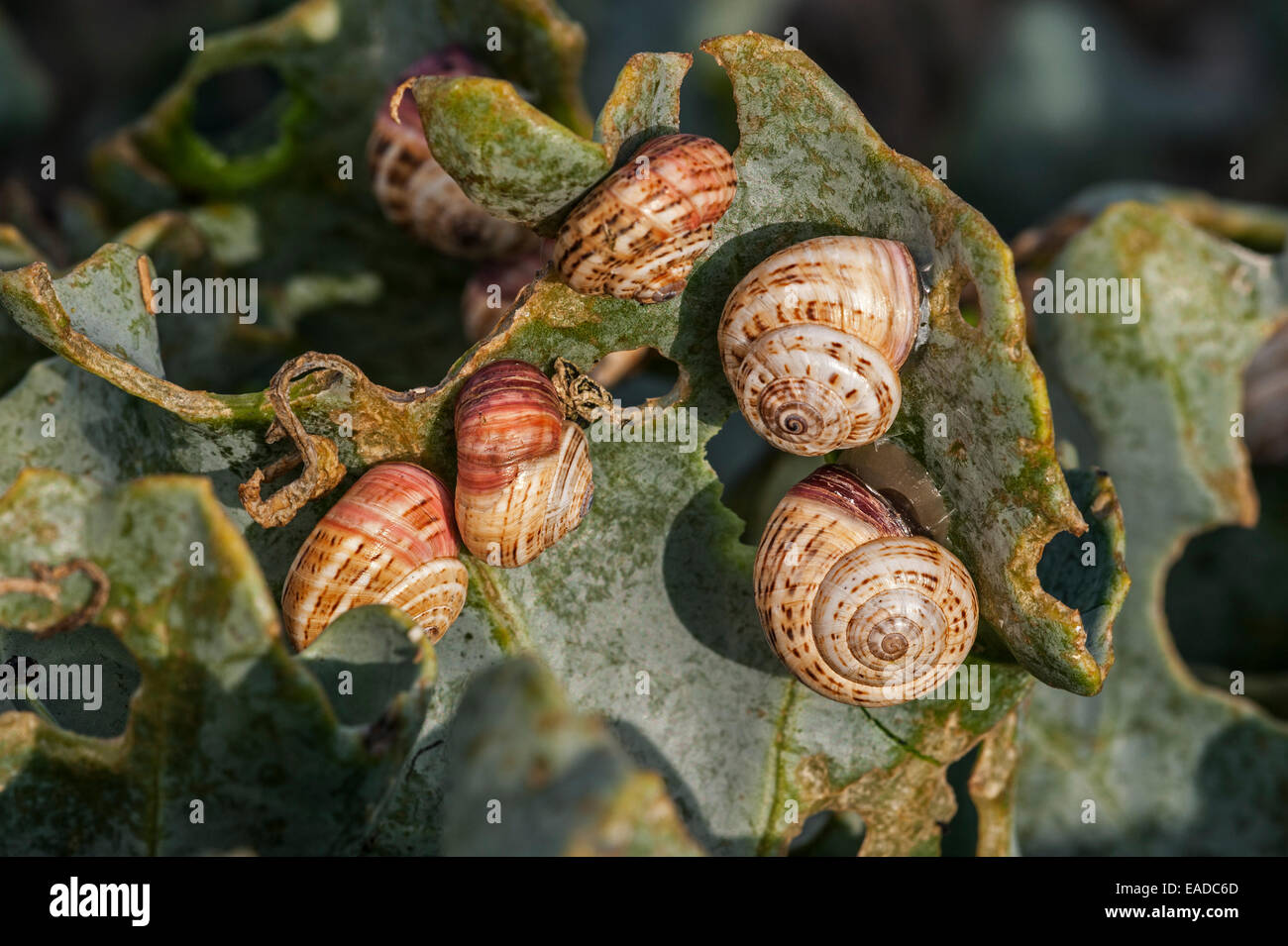 Mediterranean snails hires stock photography and images Alamy