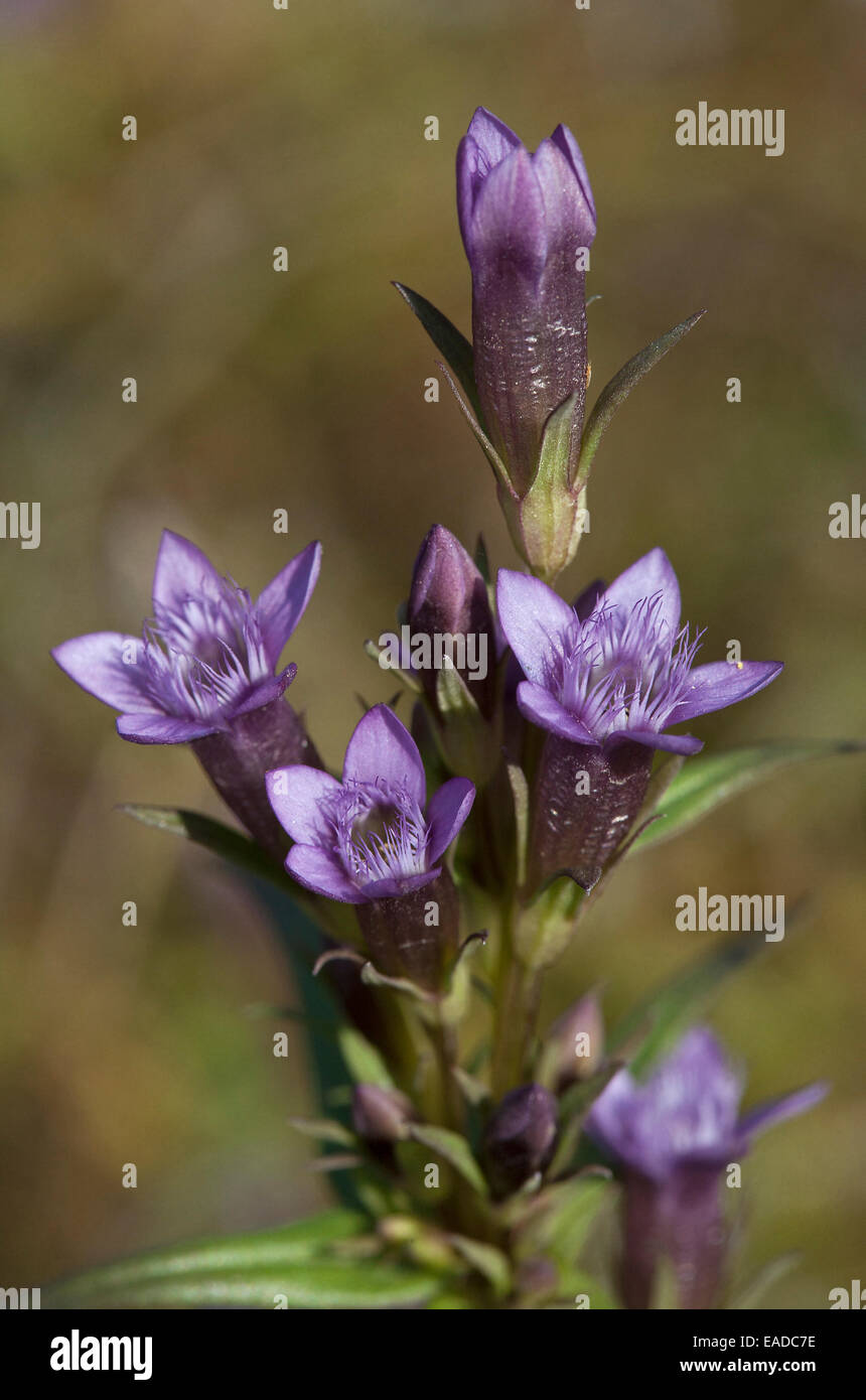Autumn gentian / bitter gentian / felwort (Gentiana amarella) in flower