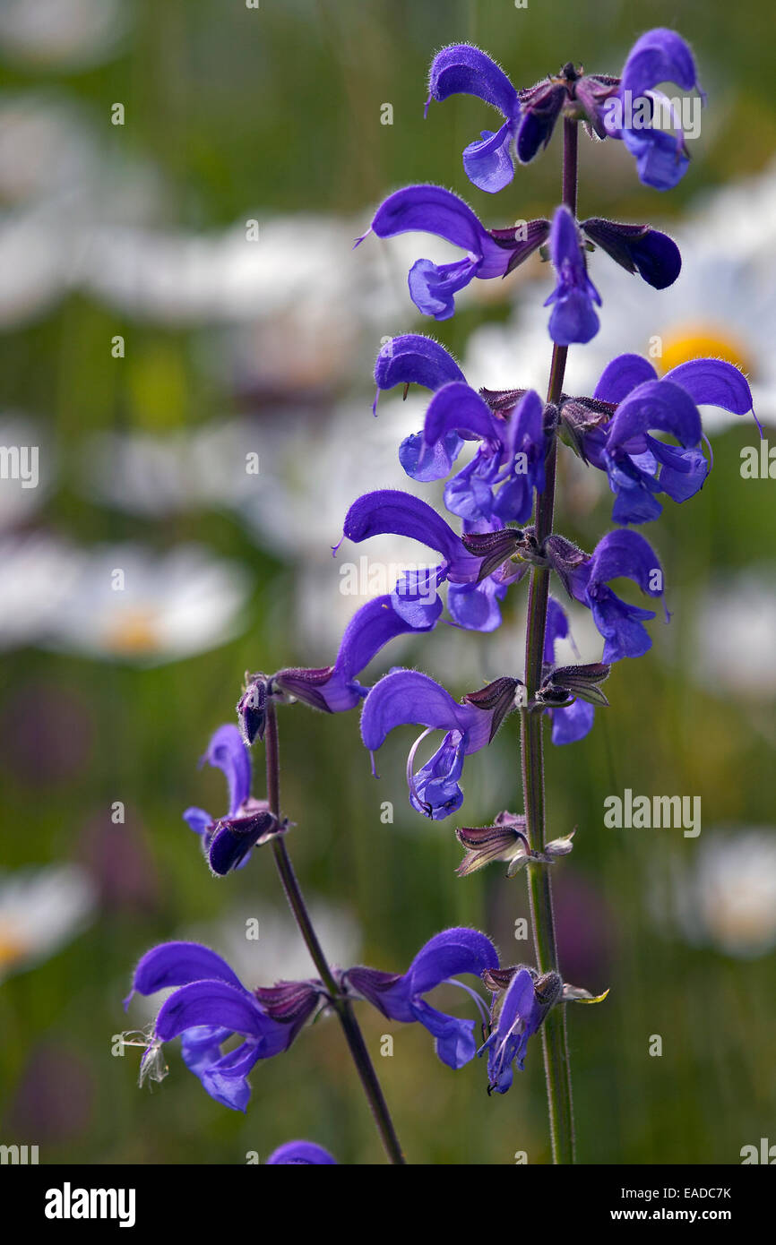 Meadow clary / meadow sage (Salvia pratensis) in flower in field Stock Photo