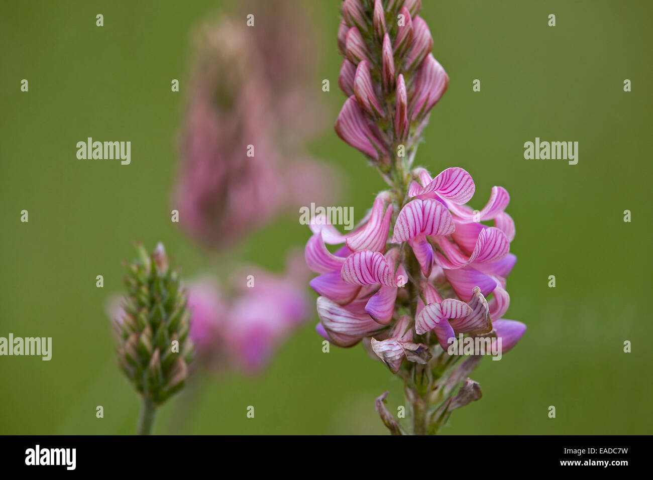 Common sainfoin (Onobrychis viciifolia / Onobrychis sativa) in flower Stock Photo