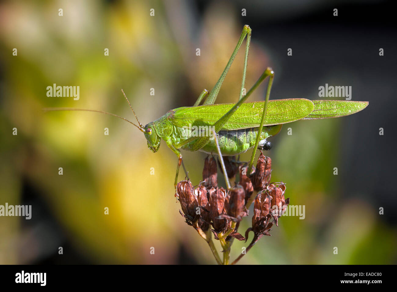Sickle-bearing bush-cricket (Phaneroptera falcata) on flower Stock Photo