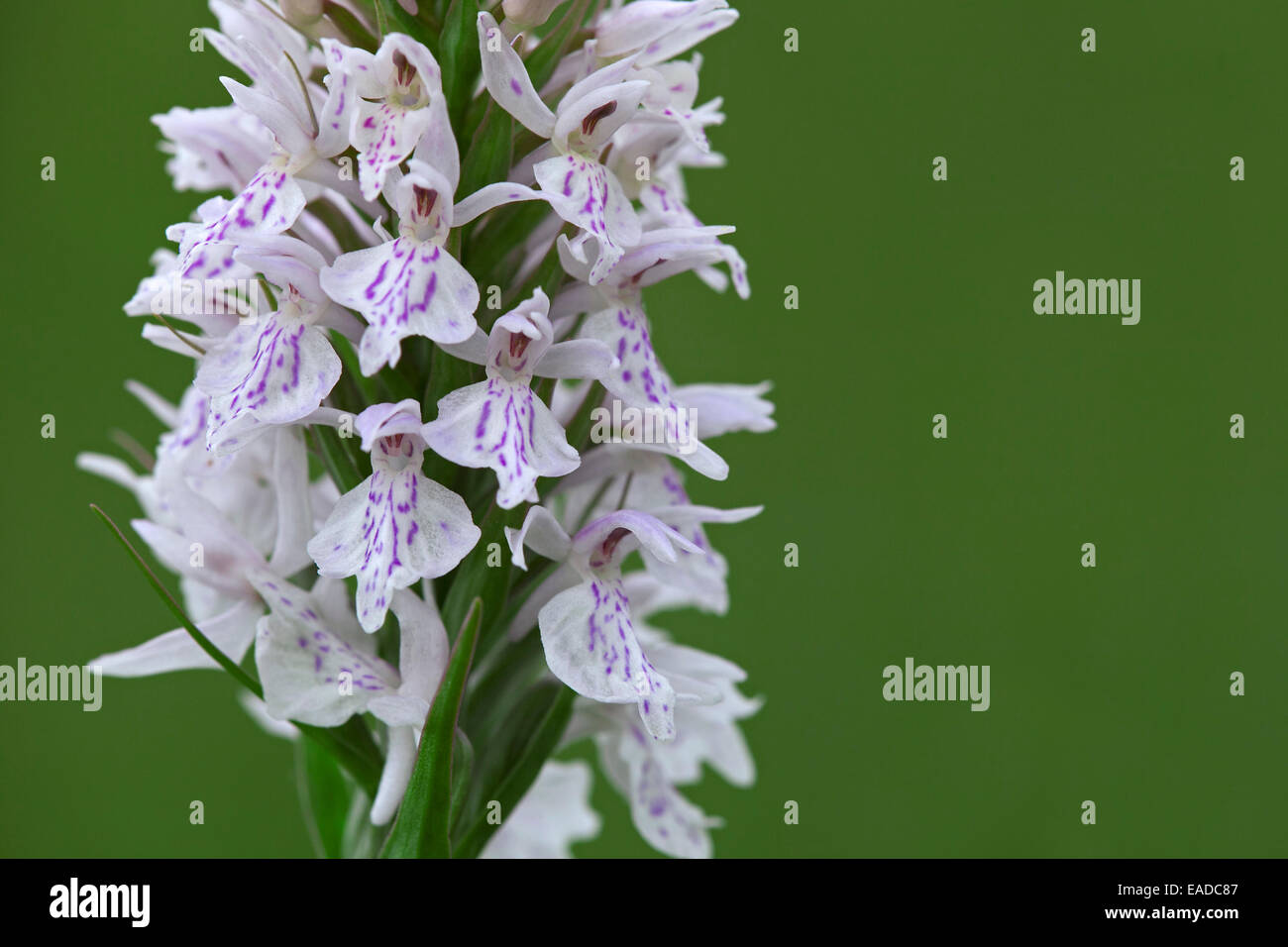 Heath spotted orchid / moorland spotted orchid (Dactylorhiza maculata) in flower Stock Photo