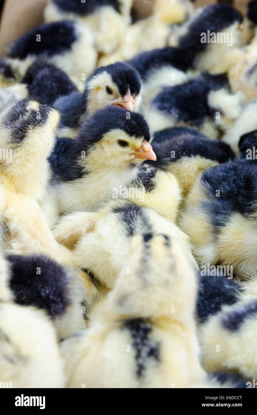 Many yellow and black chicks for sale in box Stock Photo