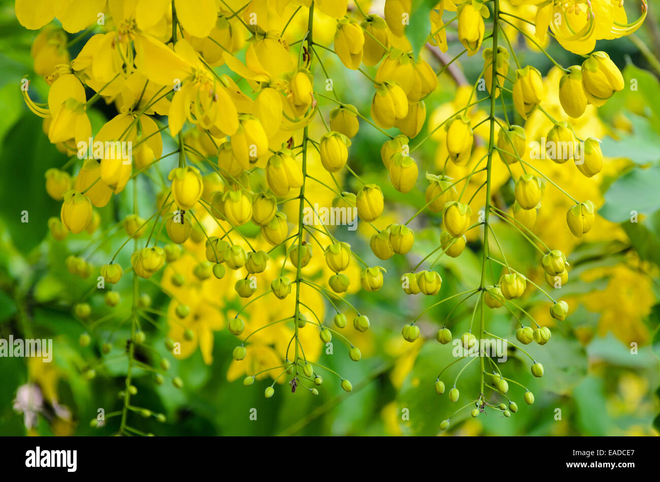 Purging Cassia or Ratchaphruek flowers ( Cassis fistula ) national flower of Thailand with bright yellow beauty Stock Photo