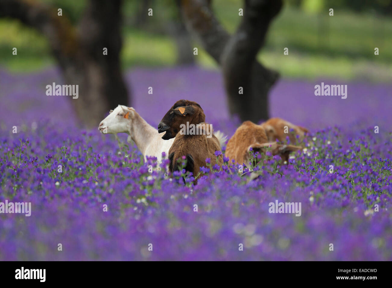 Goats grazing among flowers in montado / dehesa, Alentejo, Portugal Stock Photo