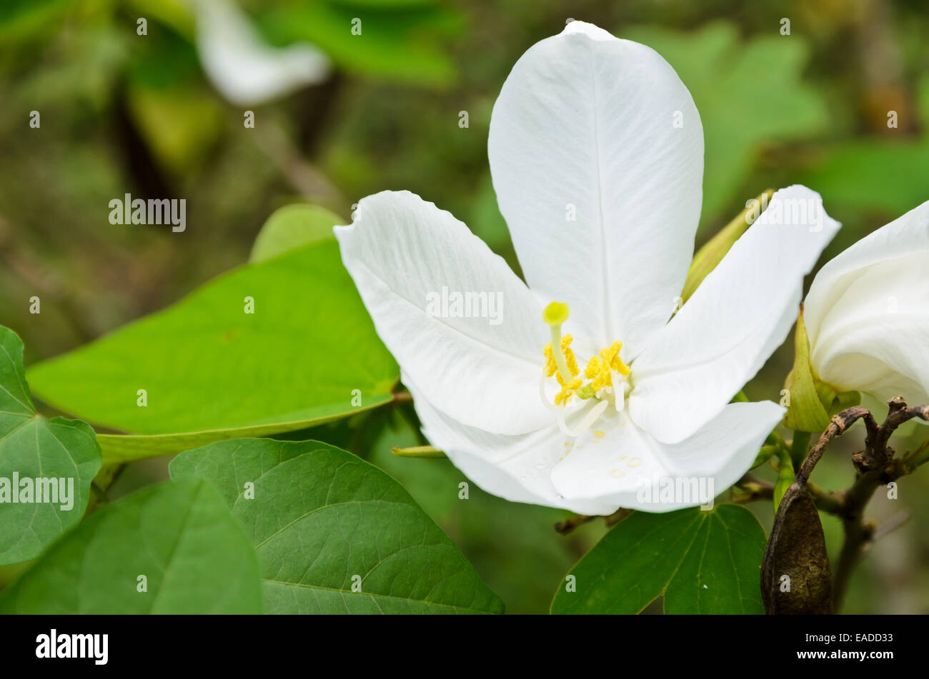 Snowy Orchid flower ( Bauhinia acuminata )  is a species of flowering shrub native to tropical southeastern Asia, Thailand Stock Photo