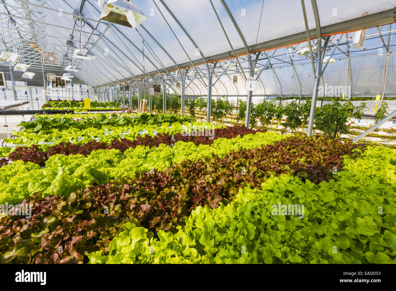 Chena greenhouse hires stock photography and images Alamy
