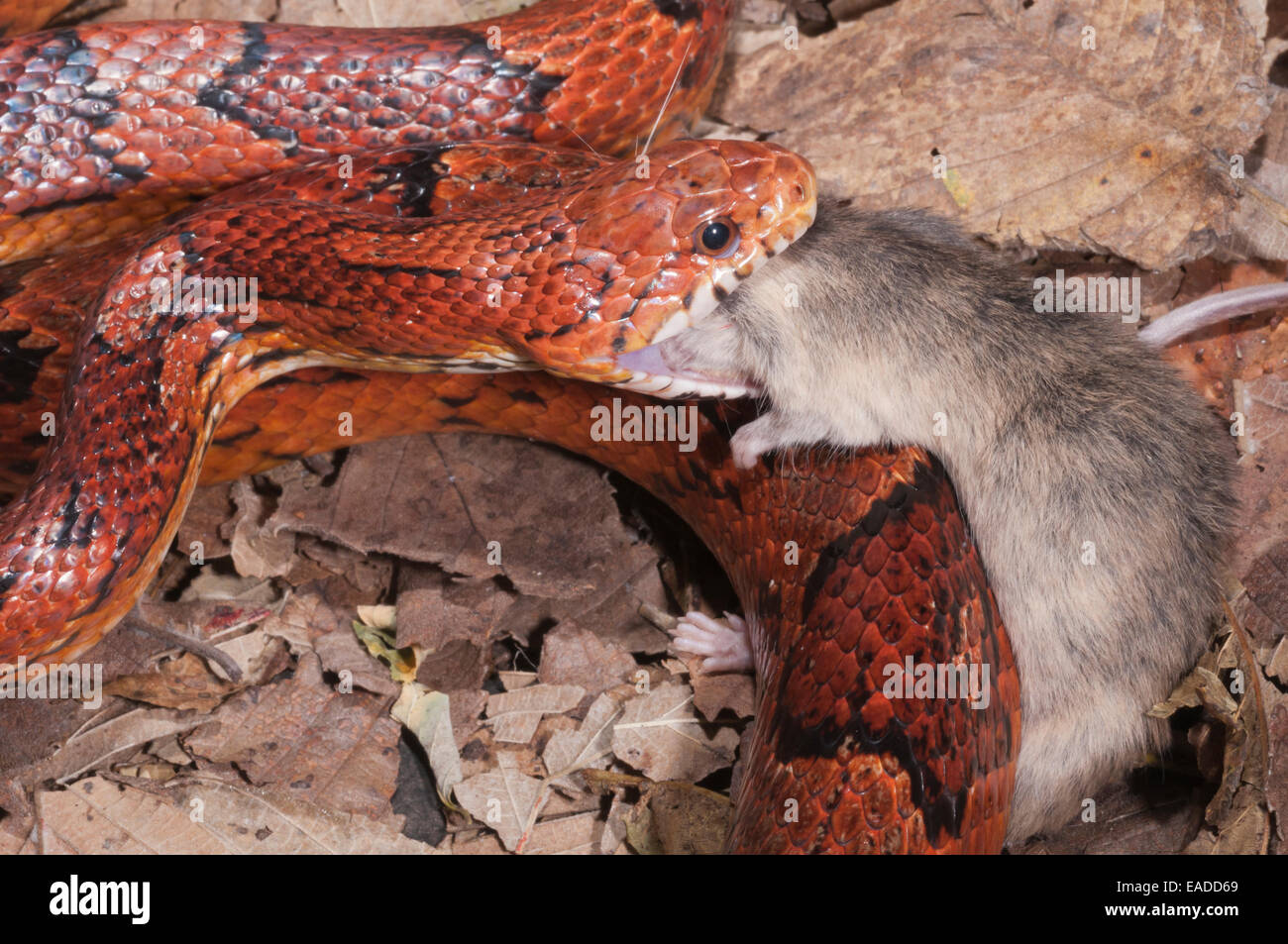 Okeetee corn snake, Pantherophis guttatus, red rat snake, colour phase from South Carolina; feeding on mouse Stock Photo