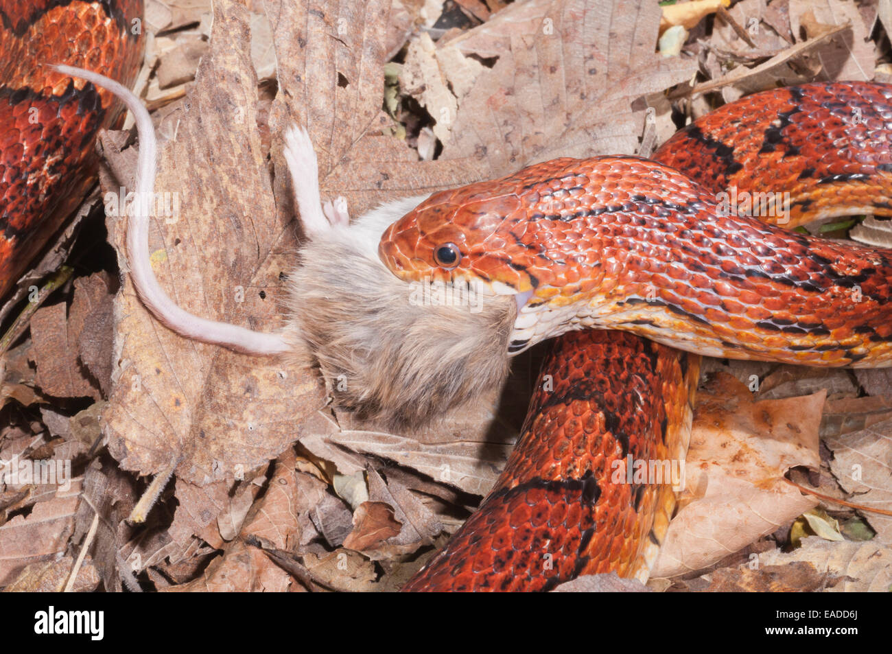Okeetee corn snake, Pantherophis guttatus, red rat snake, colour phase