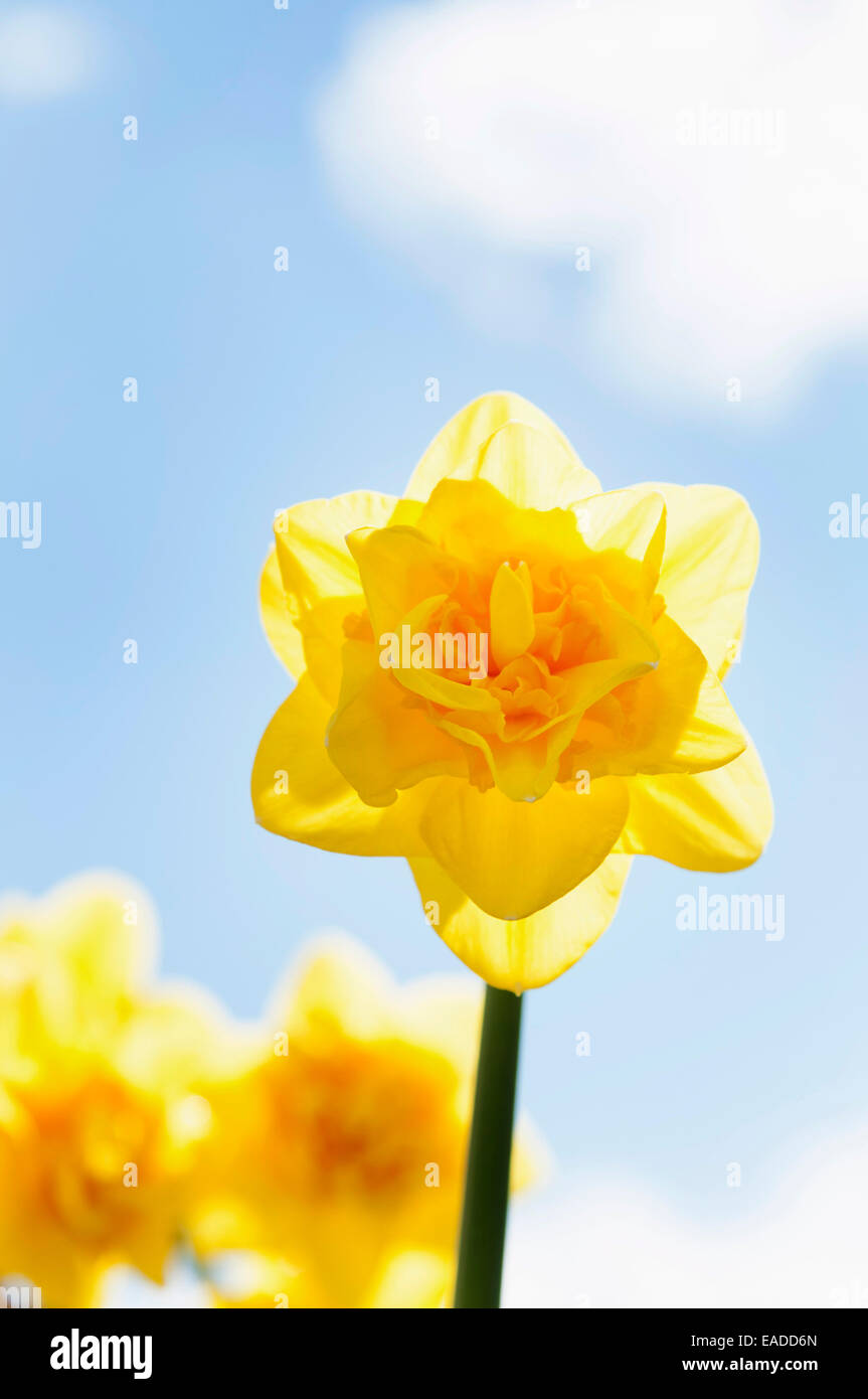 Daffodil 'Jack the Lad', Narcissus 'Jack the Lad', Yellow subject, Blue background. Stock Photo