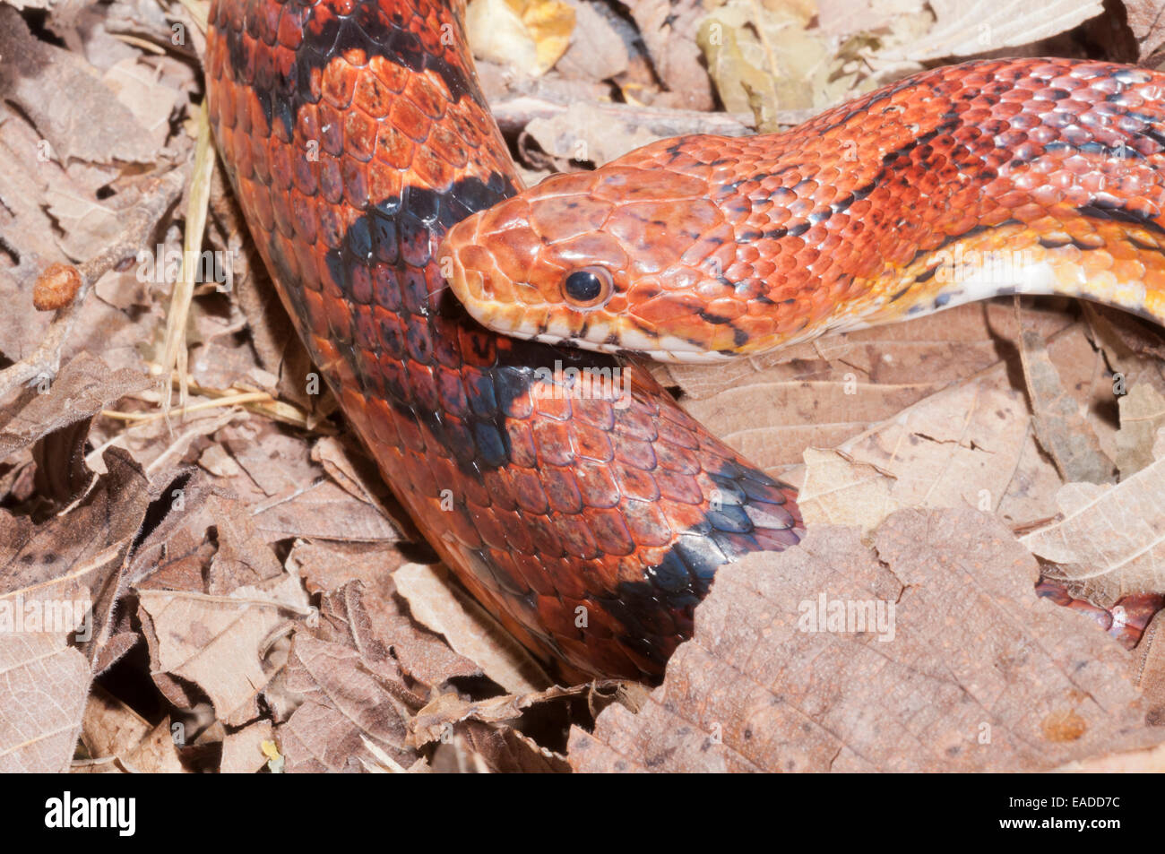 Okeetee corn snake, Pantherophis guttatus, red rat snake, colour phase