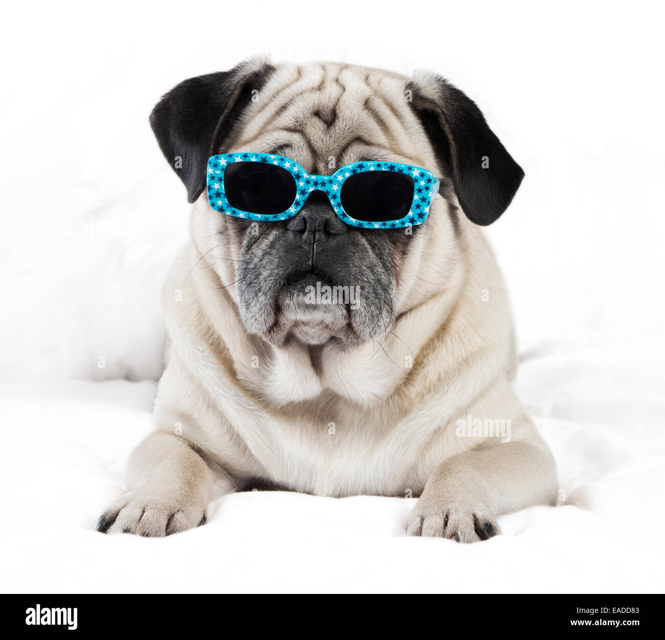 Pug male dog with sunglasses lying on a white blanket Stock Photo