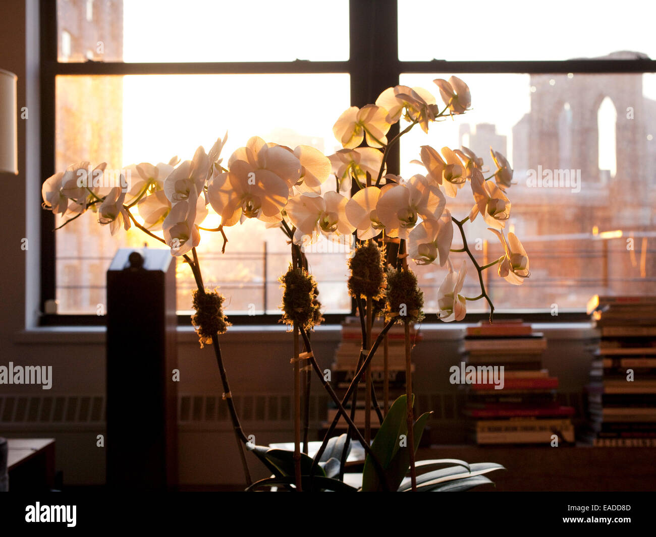 white orchids in living room in late afternoon light Stock Photo