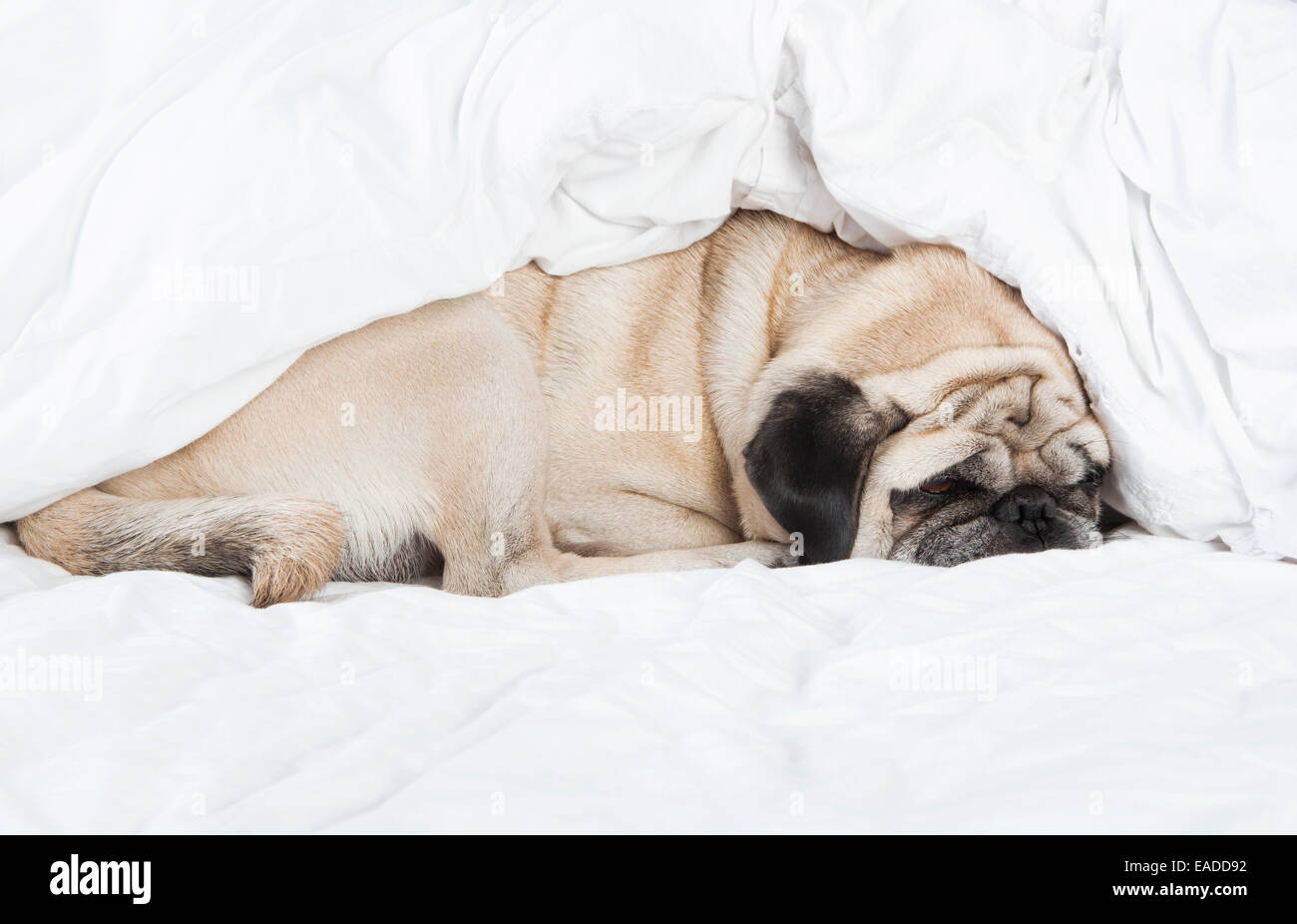 Pug male dog with cream colored fur lying on a white blanket Stock Photo