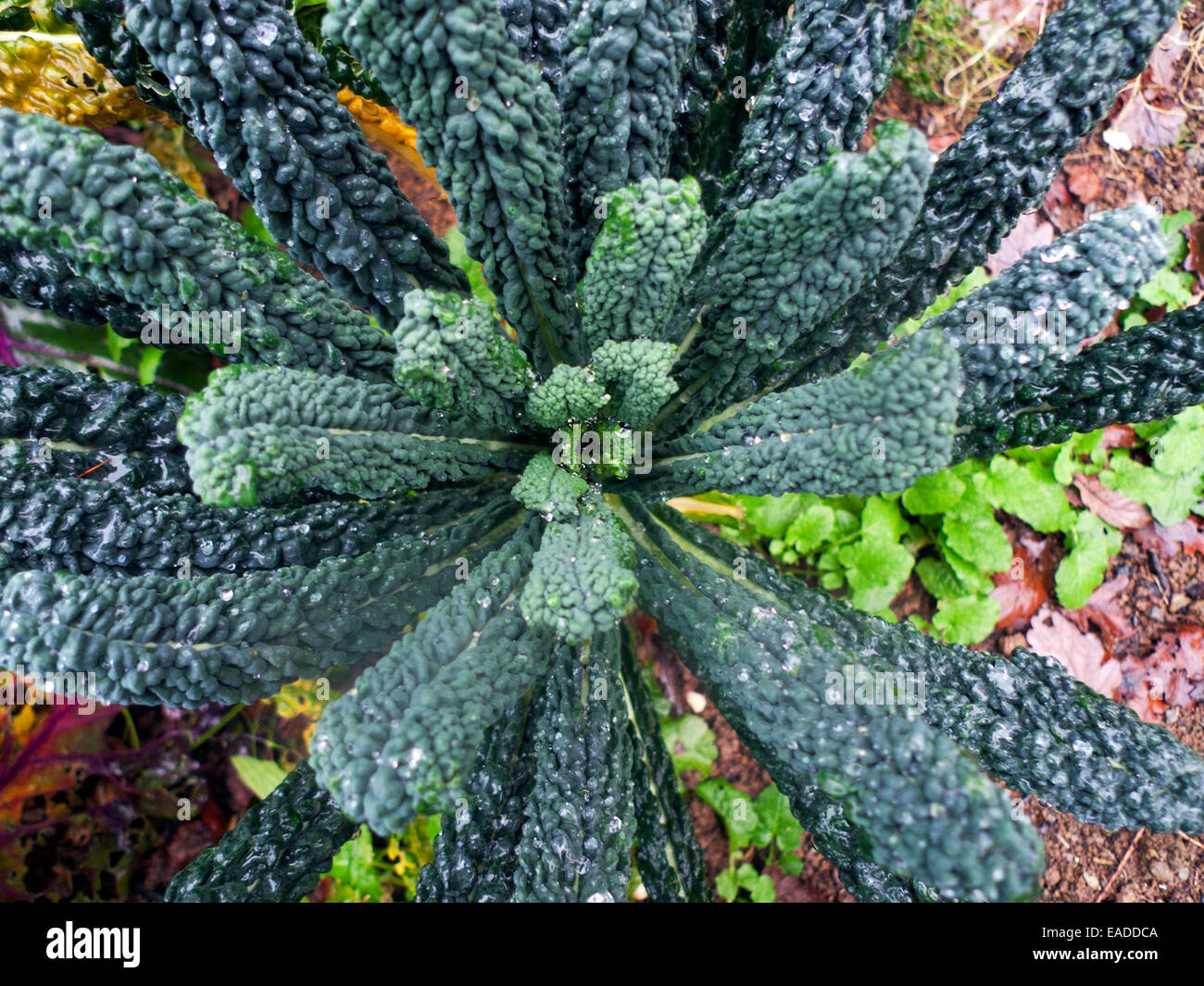 Nero di toscana kale hires stock photography and images Alamy