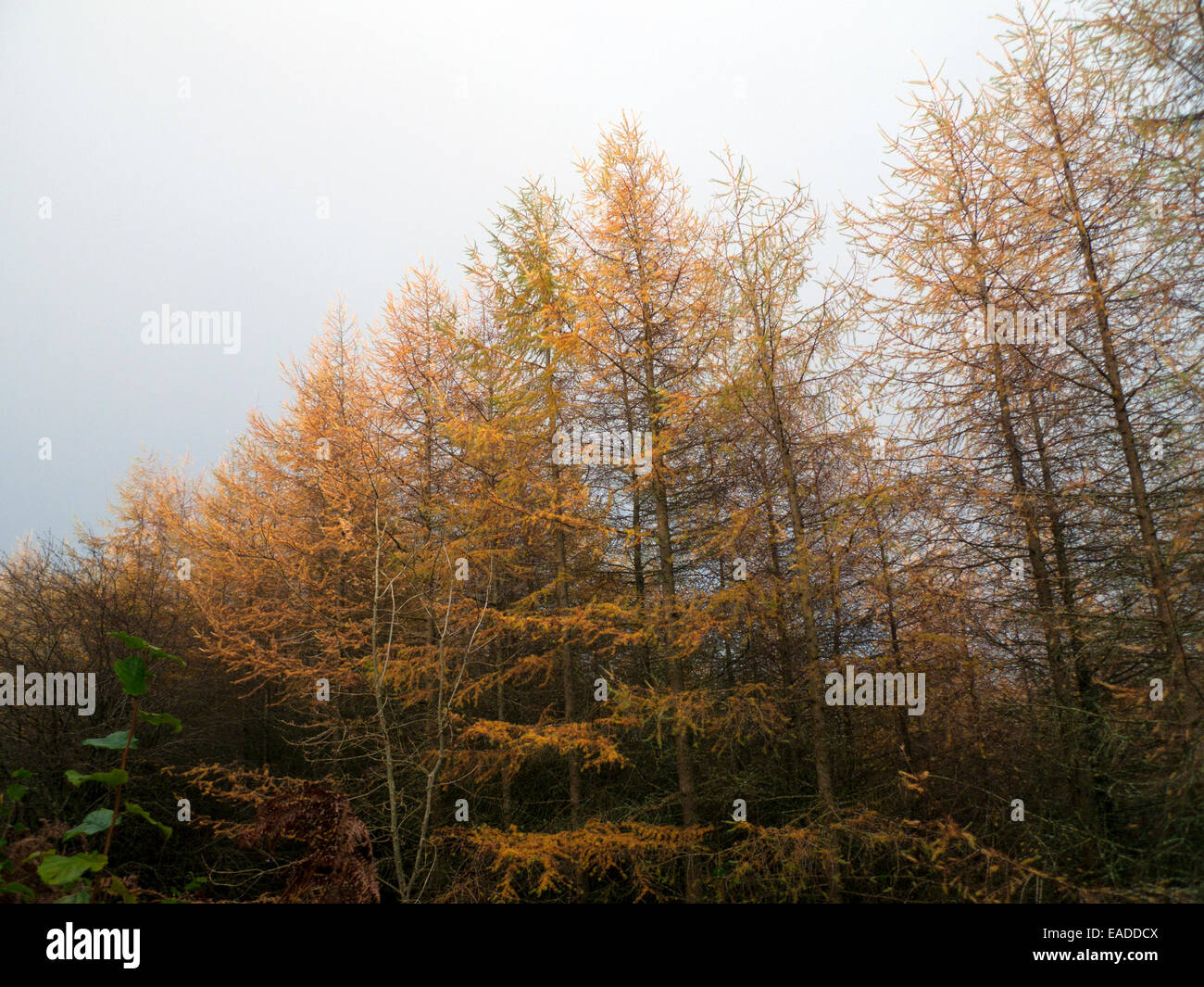 Carmarthenshire,Wales, UK. Wed 12th Nov 2014. November autumn weather today is a mixture of rain, sunny periods. The intense gold colour of larch trees on a plantation contrast with the grey of an overcast sky.  Kathy deWitt/AlamyLiveNews Stock Photo