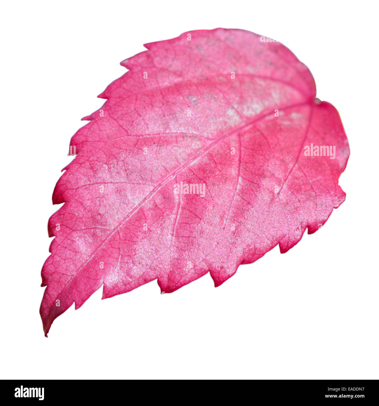 Magenta rose foliage hi-res stock photography and images - Alamy