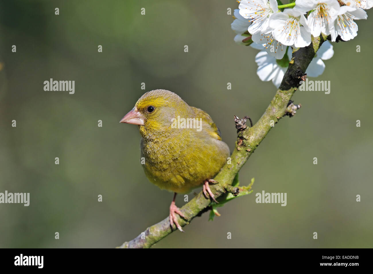 Spring finch hi-res stock photography and images - Alamy