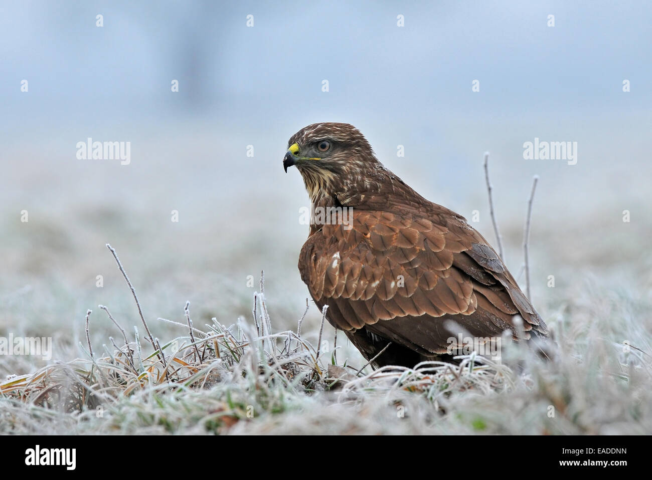 Common buzzard standing on a frost covered ground Stock Photo