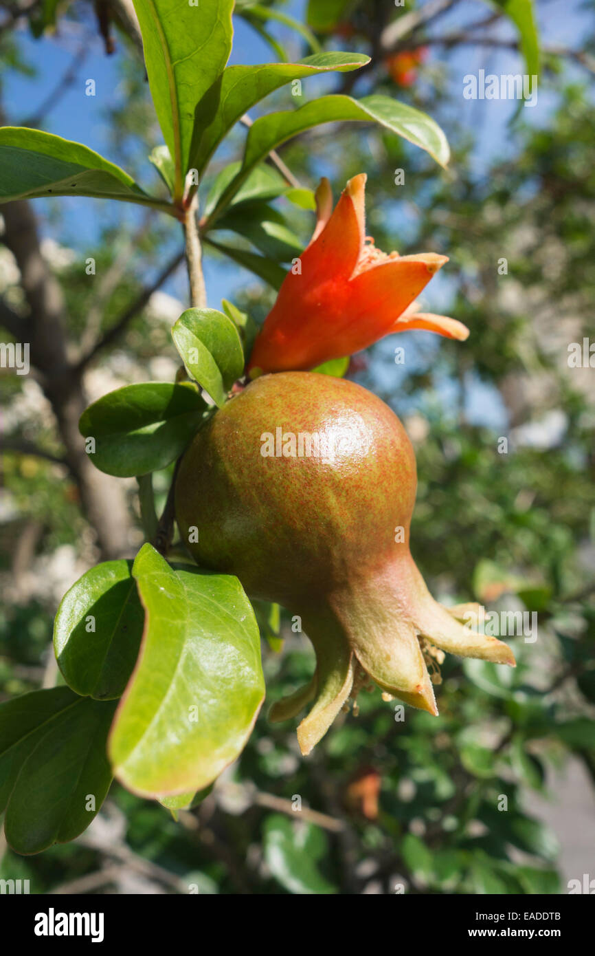 Pomegranate, Punica granatum, Orange subject. Stock Photo