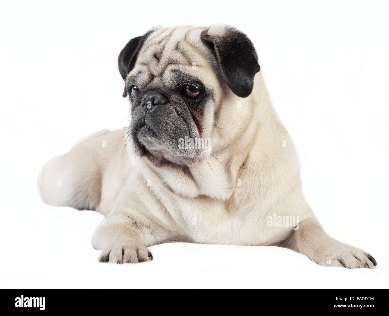 Pug male dog with cream colored fur lying on a white blanket Stock Photo