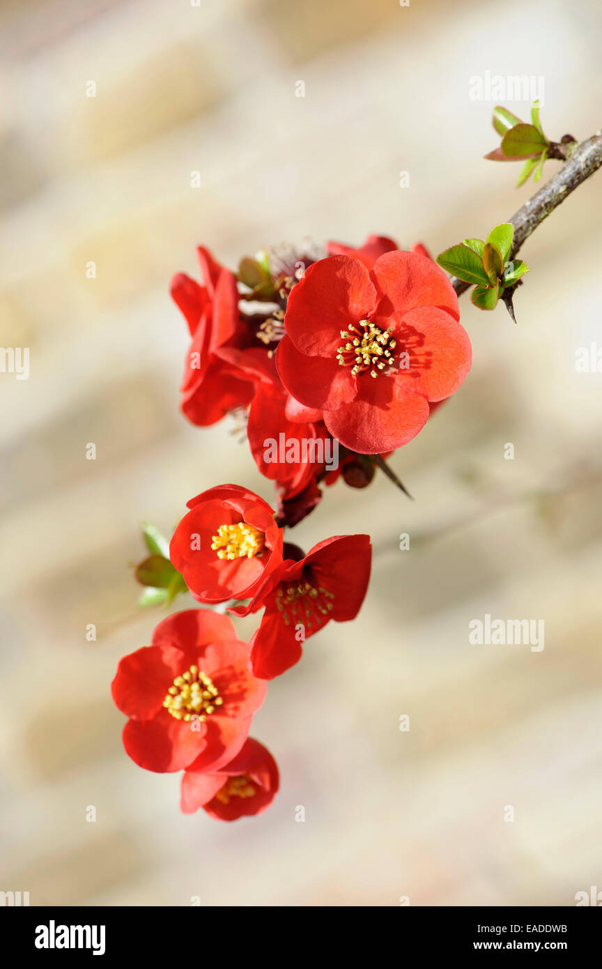 Quince, Flowering quince, Chaenomeles x superba 'Jane Taudevin'', Orange subject. Stock Photo