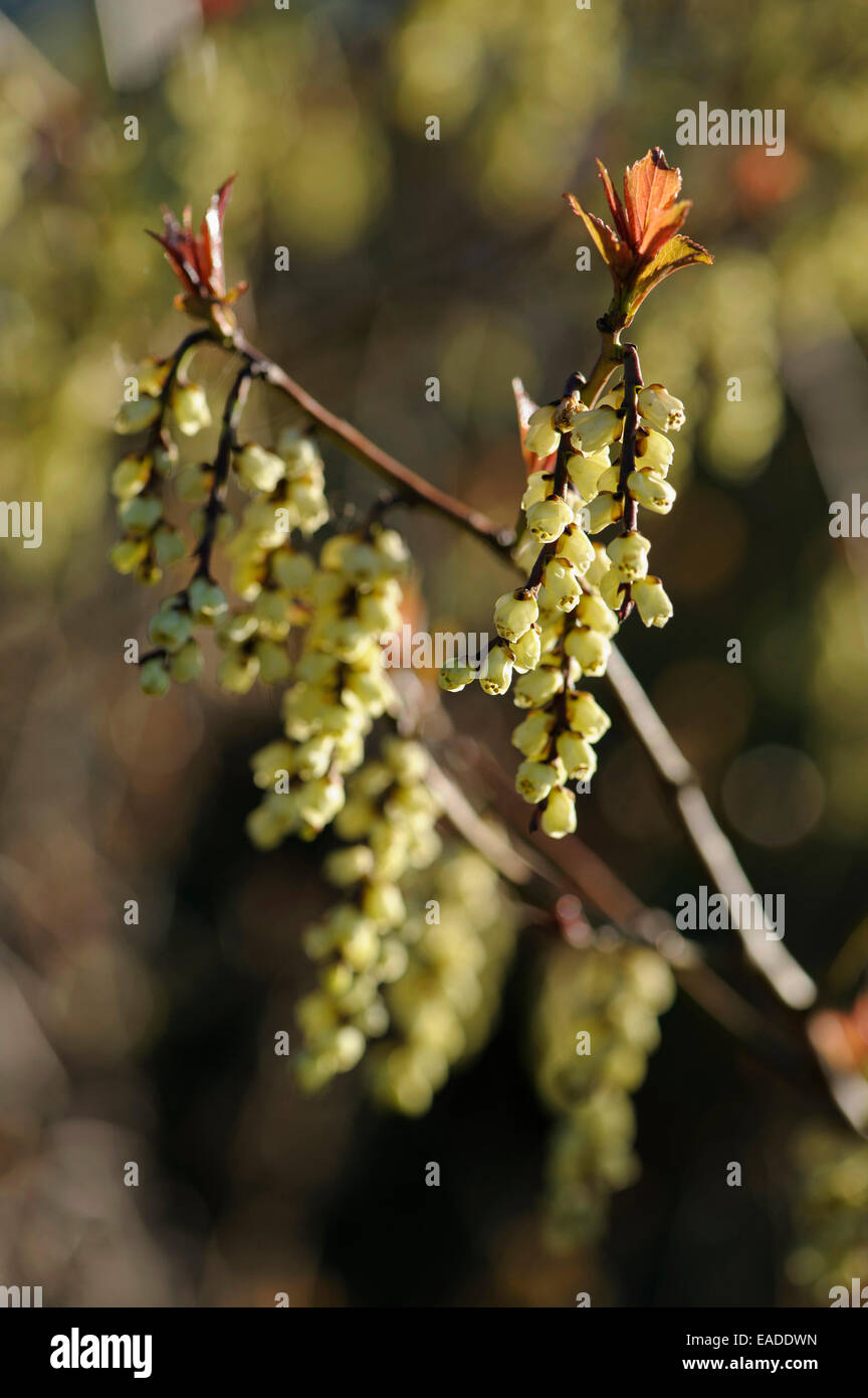 Hazel, Fragrant winter hazel, Corylopsis glabrescens, Cream subject. Stock Photo