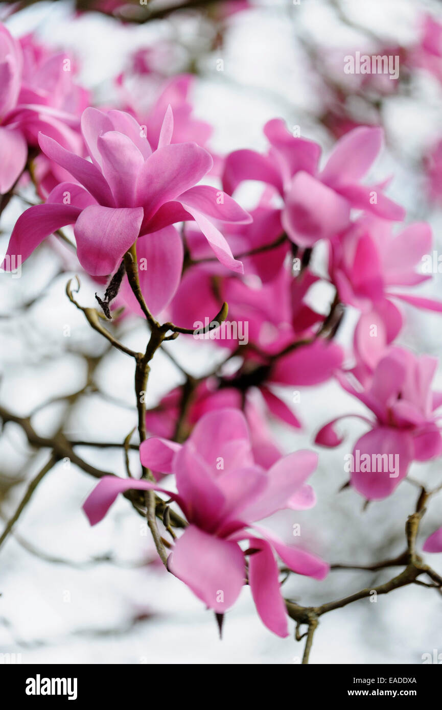 Magnolia, Magnolia sprengeri, Pink subject. Stock Photo
