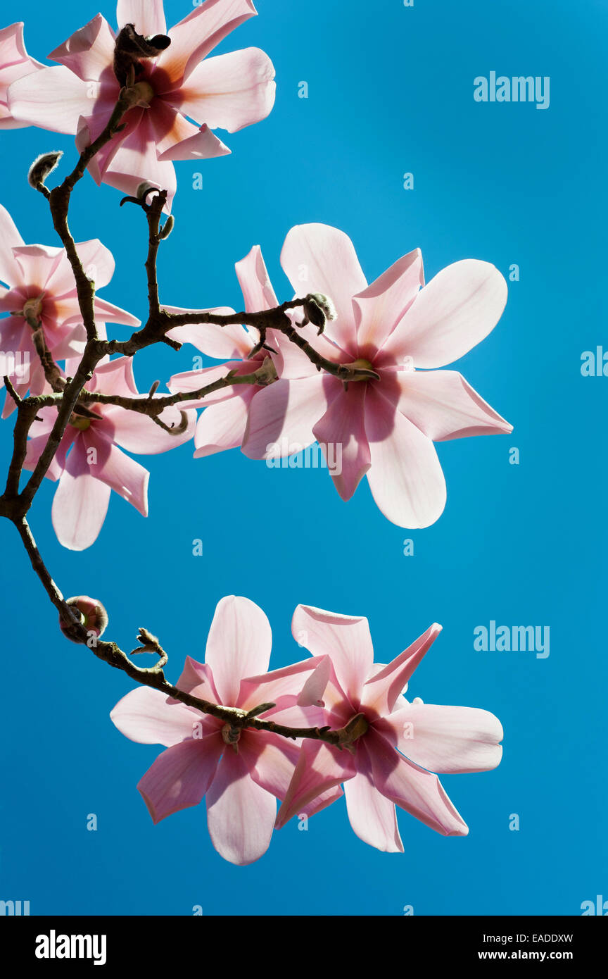 Magnolia, Campbell's Magnolia, Magnolia campbellii, Pink subject, Blue background. Stock Photo