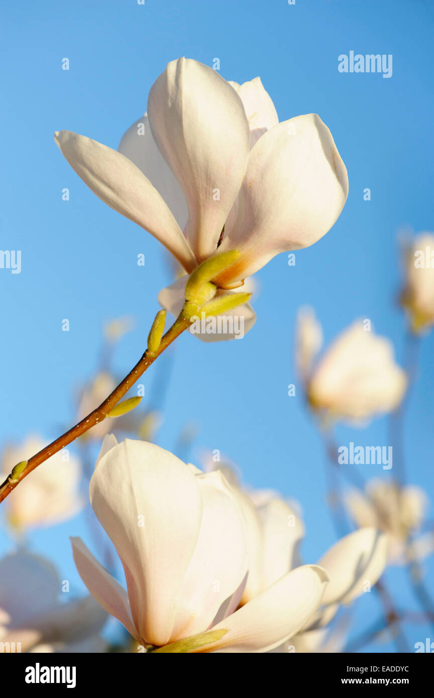 Magnolia, Magnolia sprengeri 'Mary Slankard', White subject, Blue background. Stock Photo