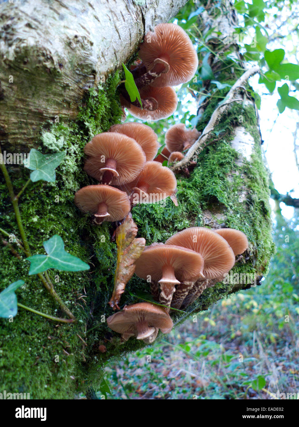Carmarthenshire,Wales, UK. Wed 12th Nov 2014. November autumn weather today is a mixture of rain, sunny periods and intense colour.  Honey Fungus mushrooms (Armillaria mellea), moss and ivy cling to the trunk of a tree.  Kathy deWitt/AlamyLiveNews Stock Photo