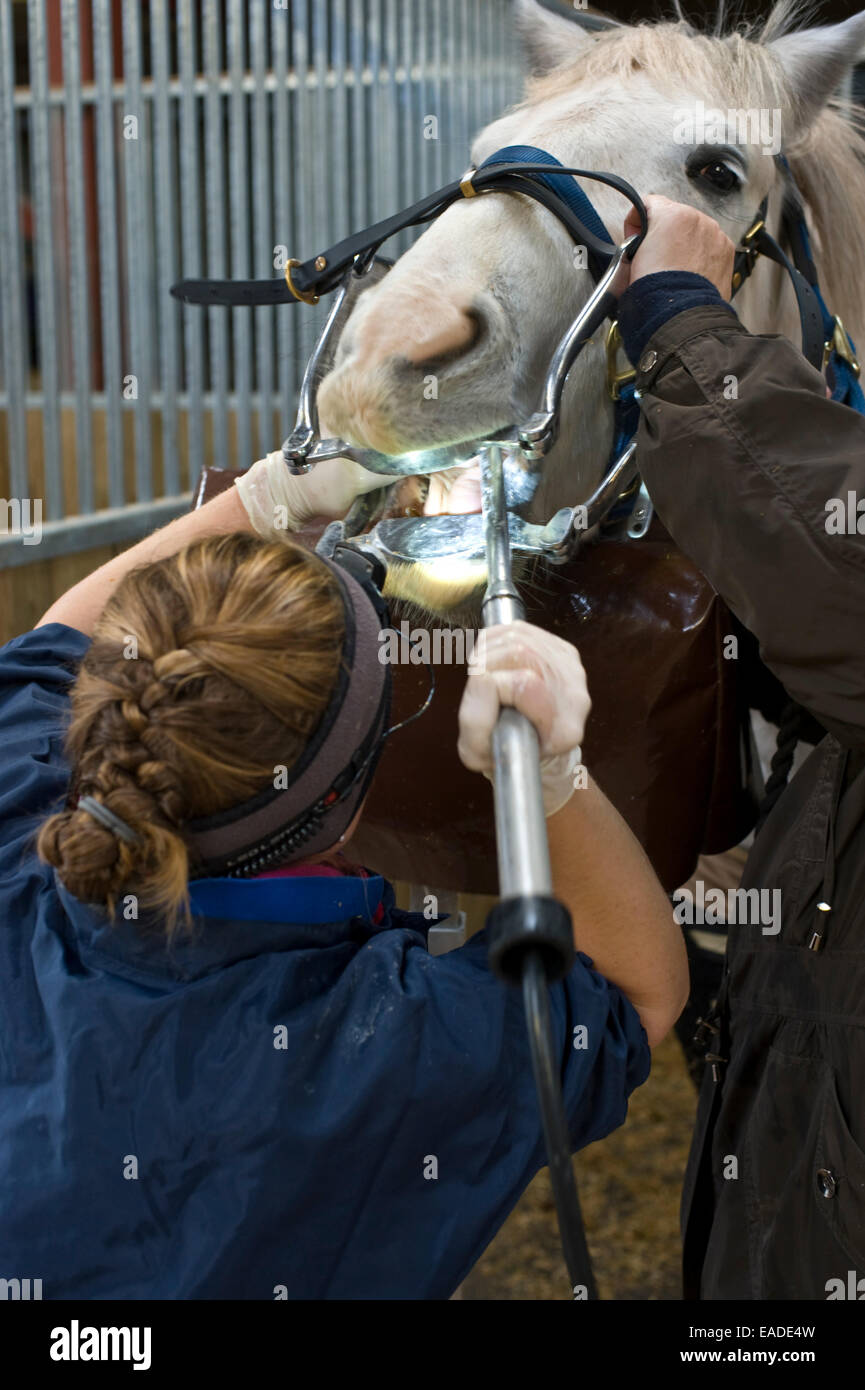 Horse mouth vet hi-res stock photography and images - Alamy