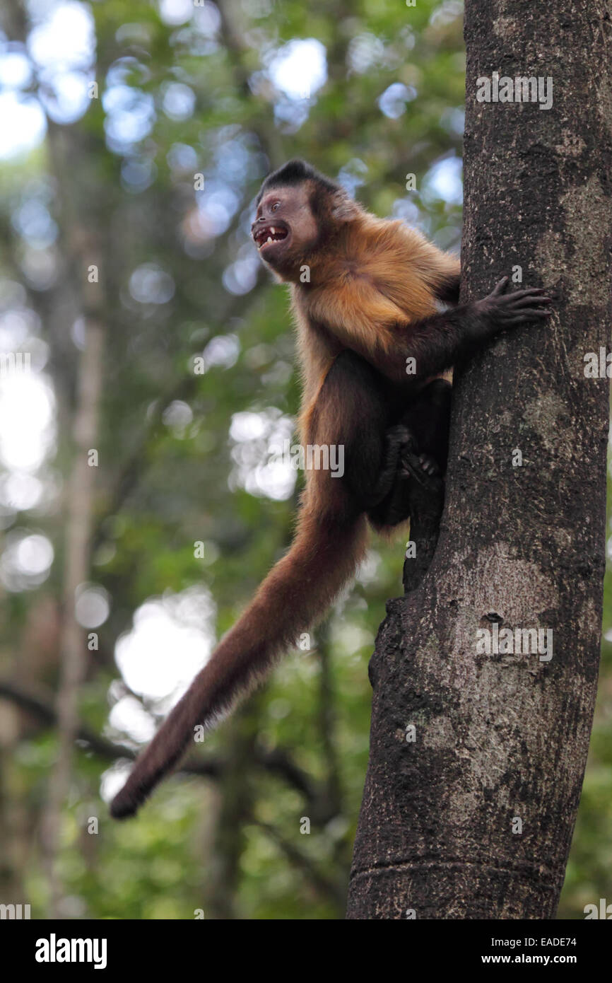 Tufted capuchin (Cebus apella) climbing on a tree trunk. Stock Photo