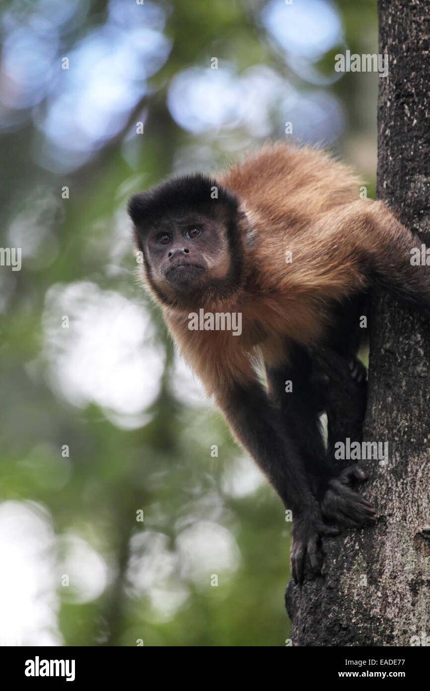 Tufted capuchin (Cebus apella) climbing on a tree trunk. Stock Photo
