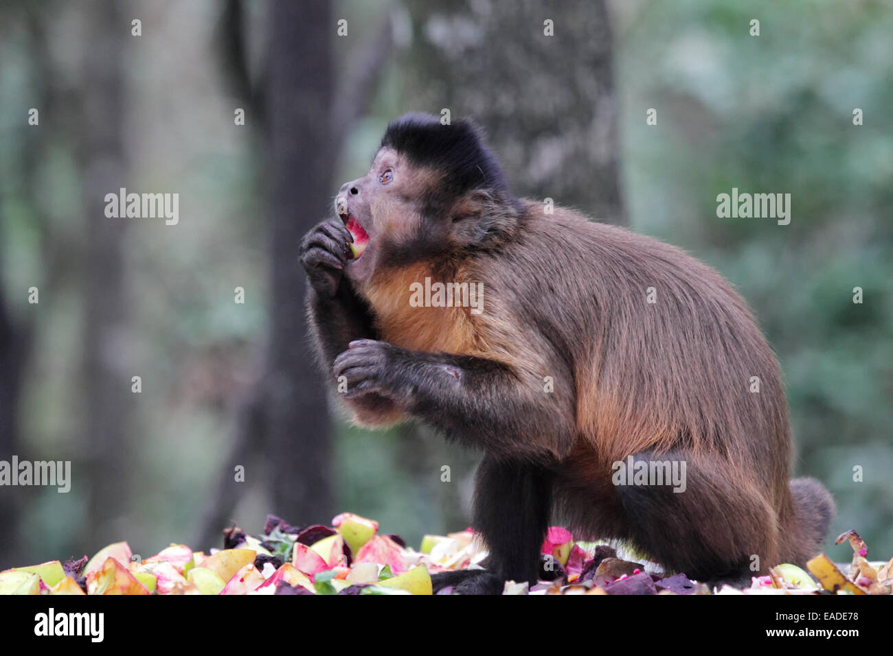 Tufted capuchin (Cebus apella) eating fruit. Stock Photo