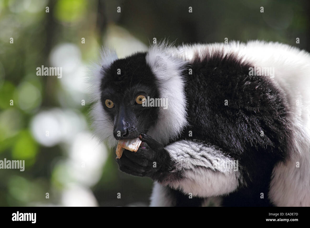 Black-and-white Ruffed Lemur (Varecia variegata) eating. Stock Photo