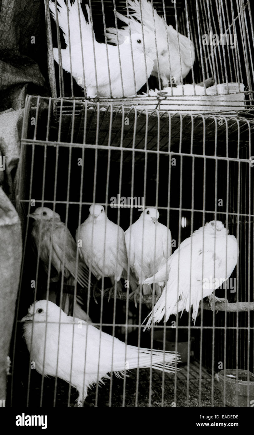 Pramuka Bird Market in Jakarta in Java in Indonesia in Southeast Asia Far East. Birds Reportage Photojournalism Travel Stock Photo