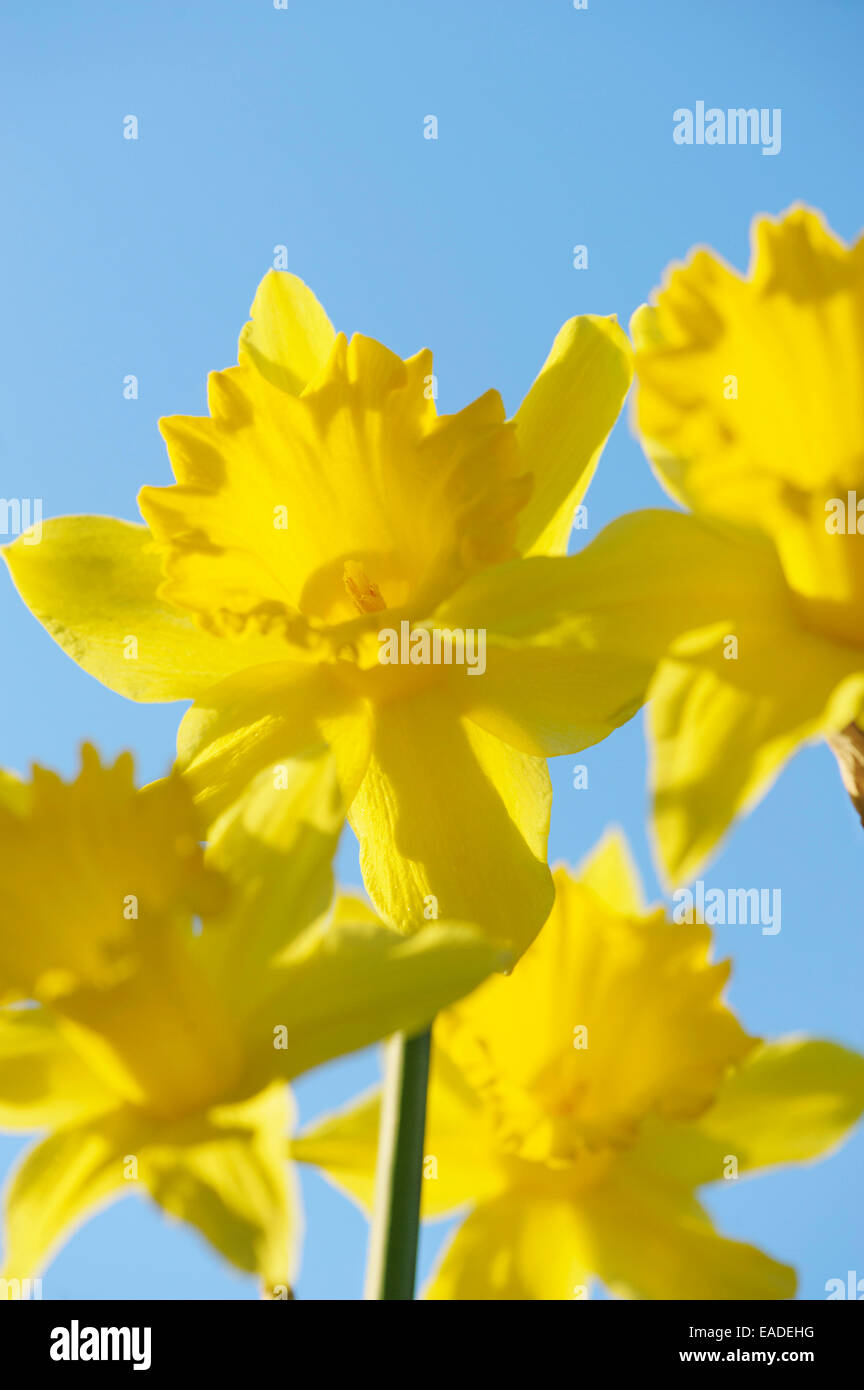 Daffodil 'King Alfred', Narcissus 'King Alfred', Yellow subject, Blue background. Stock Photo
