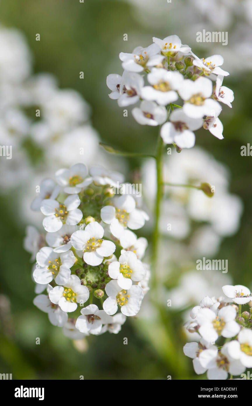 White Alyssum High Resolution Stock Photography and Images - Alamy
