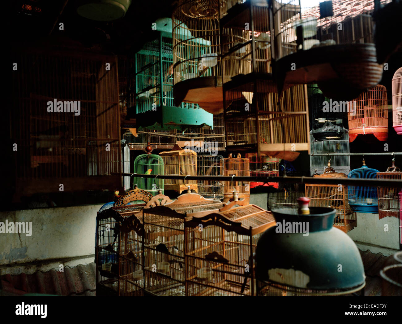 Pramuka Bird Market in Jakarta in Java in Indonesia in Southeast Asia Far East. Reportage Photojournalism Travel Stock Photo