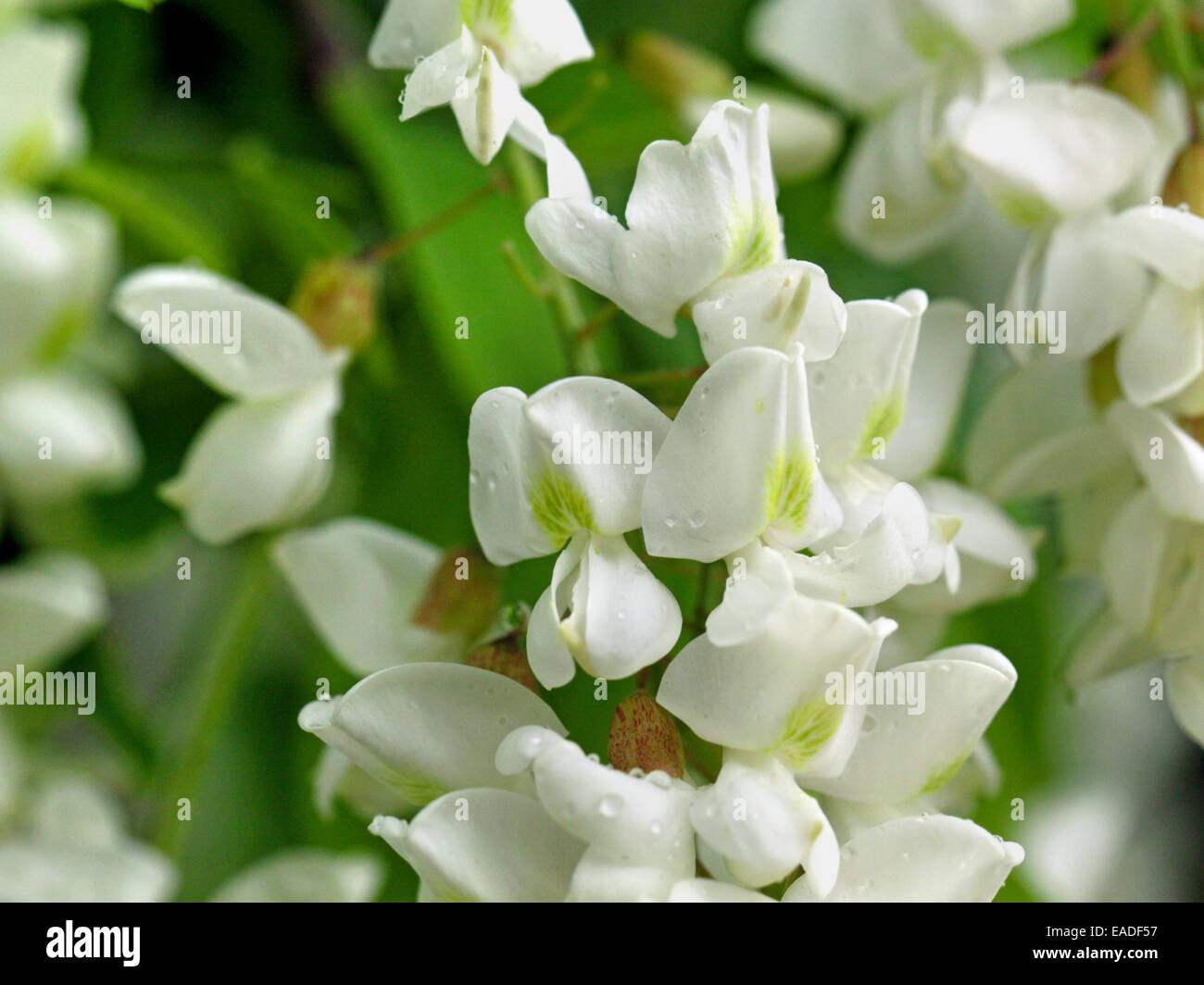 white flowers are photographed close up on a green background Stock Photo