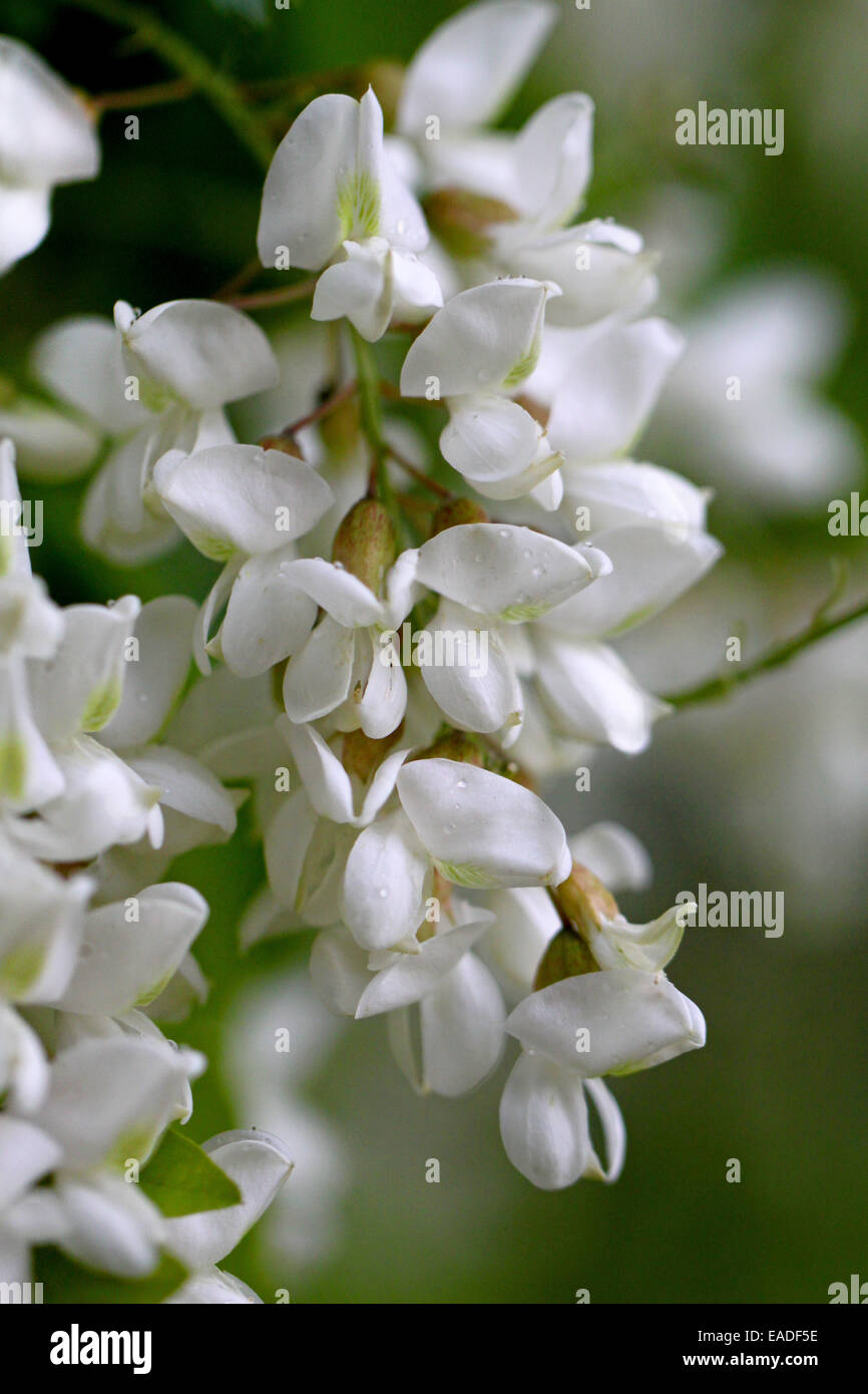white flowers are photographed close up on a green background Stock Photo