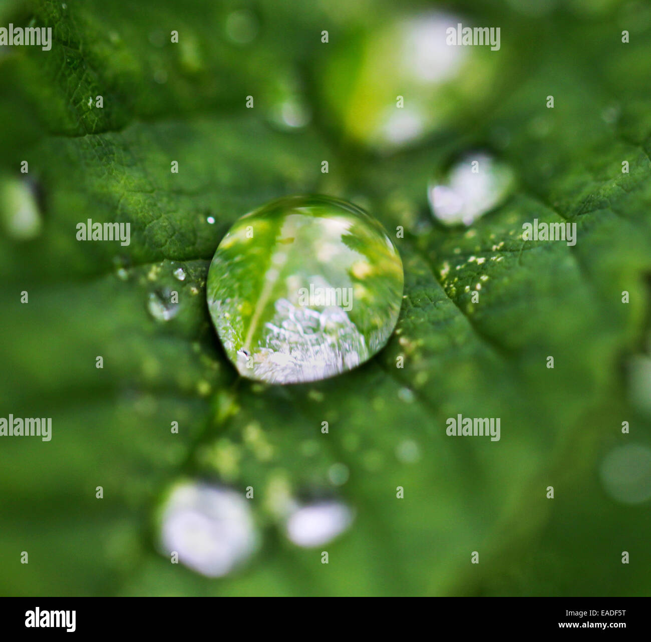 drop of water photographed close-up on a green leaf Stock Photo