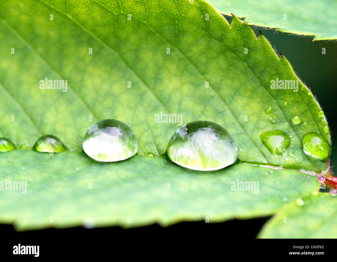 drop of water photographed close-up on a green leaf Stock Photo