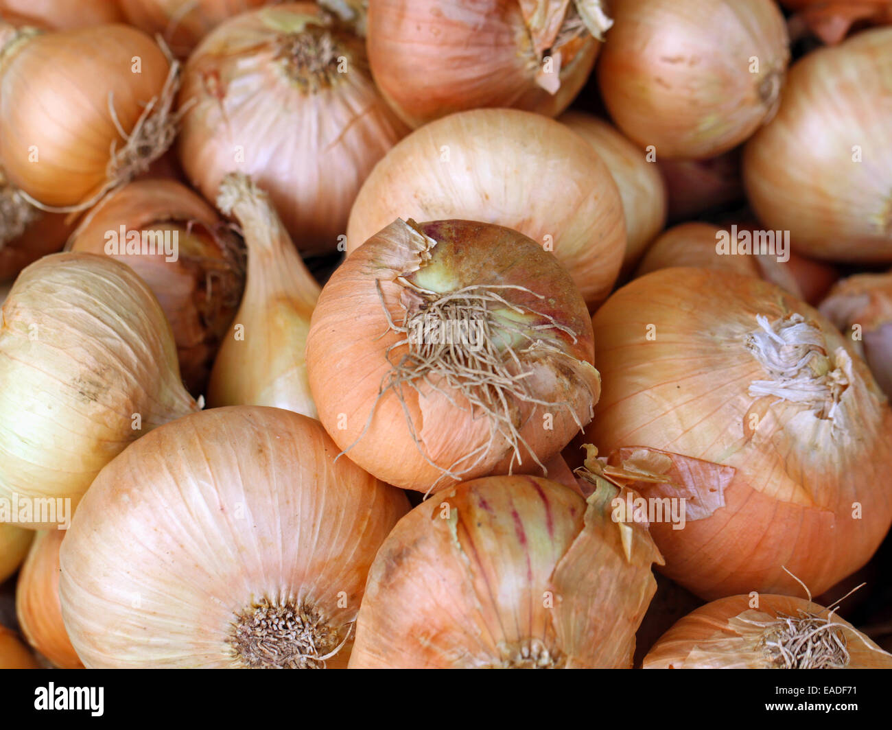 texture of onions a photographed close up Stock Photo