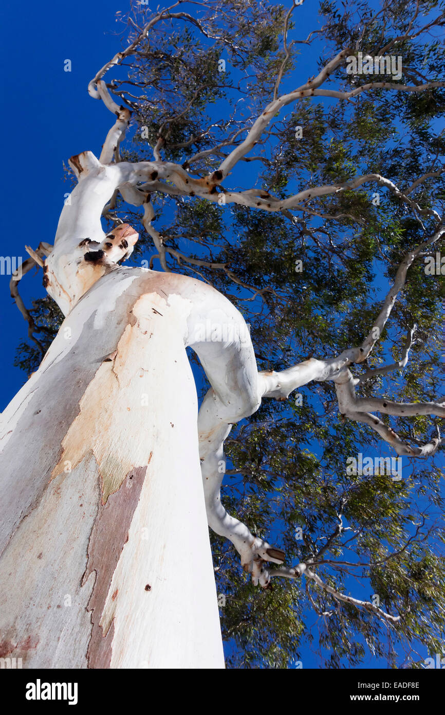 Eucalyptus, Eucalyptus globulus, Silver subject. Stock Photo