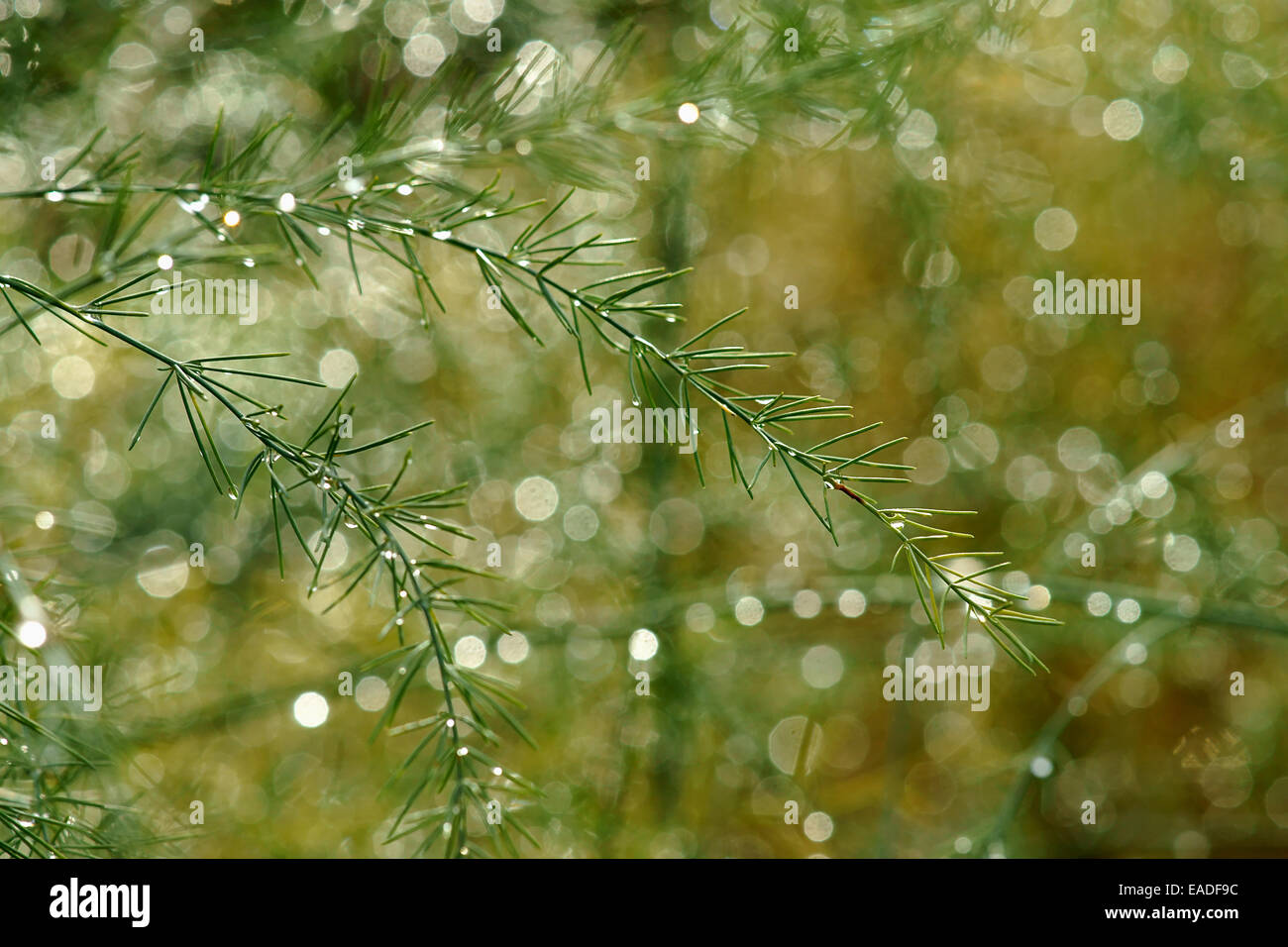 Asparagus Setaceus Hi Res Stock Photography And Images Alamy